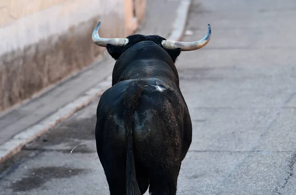 Black Bull Spain Traditional Spectacle — Stockfoto