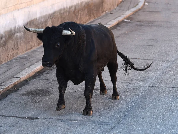 Černý Býk Španělsku Tradiční Podívané — Stock fotografie
