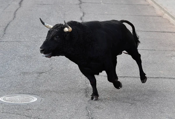 Zwarte Stier Spanje Traditioneel Spektakel — Stockfoto