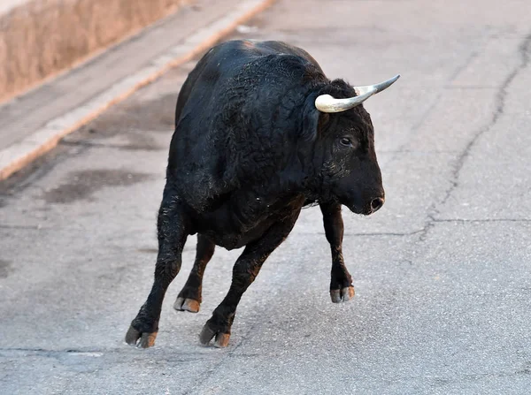 Schwarzer Bulle Spanien Bei Traditionellem Spektakel — Stockfoto