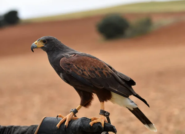 Bel Aigle Dans Champ Espagnol — Photo