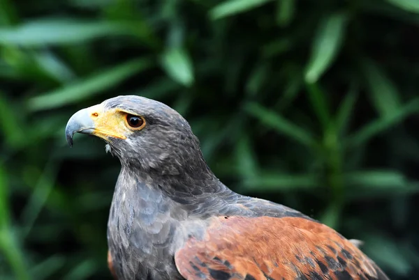 Beautiful Eagle Spanish Field — Stock Photo, Image