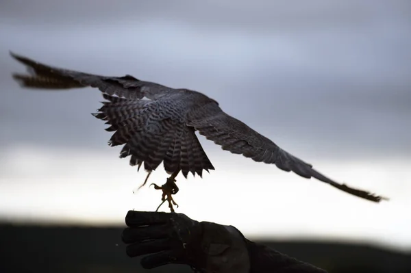 Hermoso Águila Campo Español — Foto de Stock