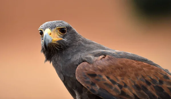 Schöner Adler Spanischen Feld — Stockfoto