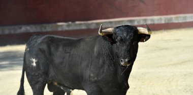 Büyük boynuzları olan, İspanyol boğa güreşçisi.