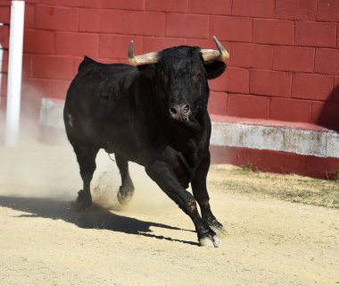 Büyük boynuzları olan, İspanyol boğa güreşçisi.