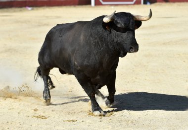 Büyük boynuzları olan, İspanyol boğa güreşçisi.