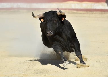 Büyük boynuzları olan, İspanyol boğa güreşçisi.