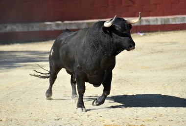Büyük boynuzları olan, İspanyol boğa güreşçisi.