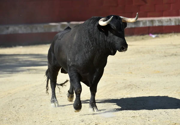 Bull Fierce Spanish Bullring Big Horns — Stockfoto