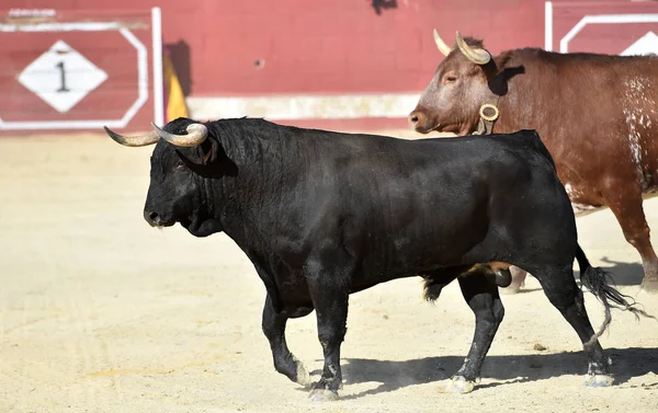 Stier Fel Het Spaans Bullring Met Grote Hoorns — Stockfoto