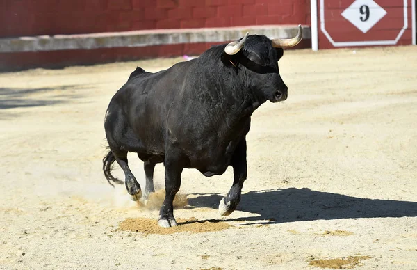 Touro Feroz Touro Espanhol Com Chifres Grandes — Fotografia de Stock