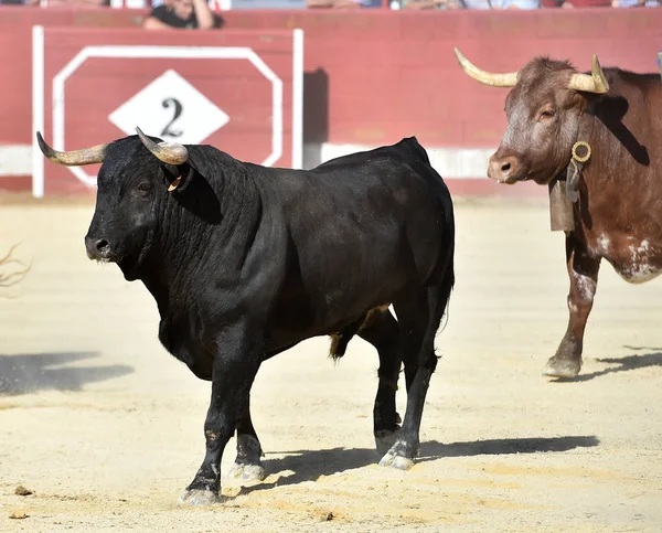 Touro Feroz Touro Espanhol Com Chifres Grandes — Fotografia de Stock