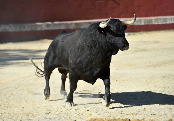 Taureau Féroce Arène Espagnole Avec Grandes Cornes — Photo