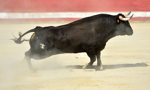 Taureau Féroce Arène Espagnole Avec Grandes Cornes — Photo