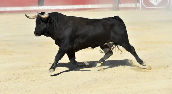 Touro Feroz Touro Espanhol Com Chifres Grandes — Fotografia de Stock