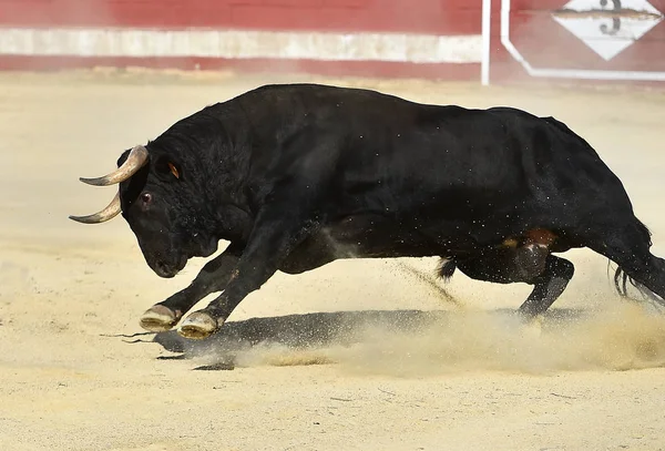 Ταύρος Άγρια Στην Ισπανική Bullring Μεγάλα Κέρατα — Φωτογραφία Αρχείου