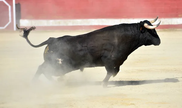 Touro Feroz Touro Espanhol Com Chifres Grandes — Fotografia de Stock