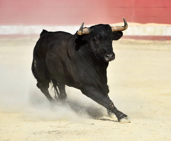 Stier Fel Het Spaans Bullring Met Grote Hoorns — Stockfoto