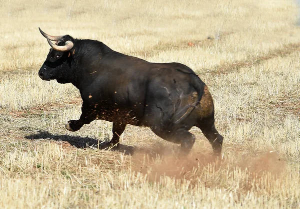Egy Fekete Bikát Aki Spanyol Bikaviadalon Rohangál — Stock Fotó