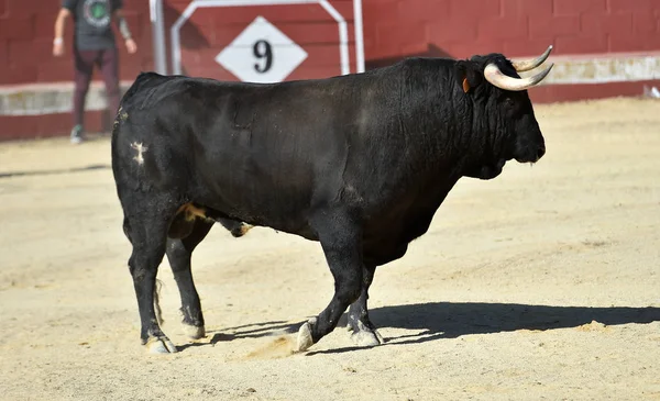闘牛ショーでスペインの闘牛場を走る黒い雄牛 — ストック写真