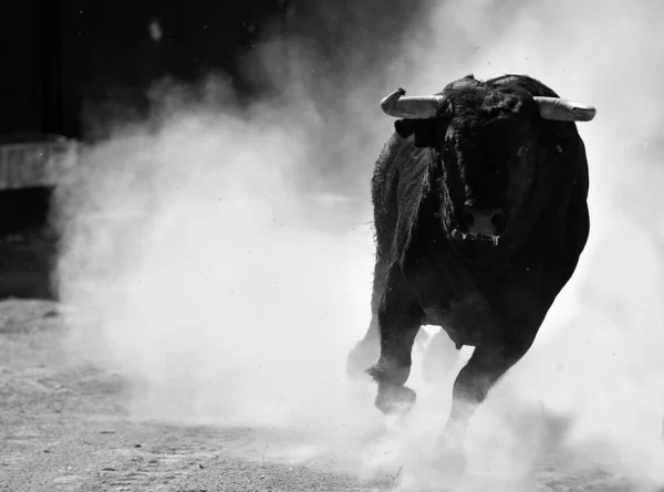 Een Zwarte Stier Rennend Spaanse Arena Een Show Van Stierengevecht — Stockfoto