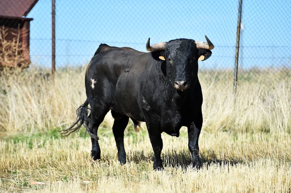 Black Bull Running Spanish Bullring Show Bullfight — Stock Photo, Image