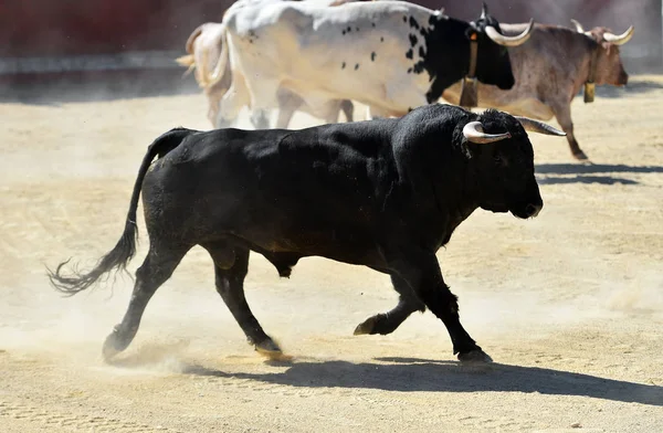 Svart Tjur Springer Spansk Tjurfäktning Show Tjurfäktning — Stockfoto