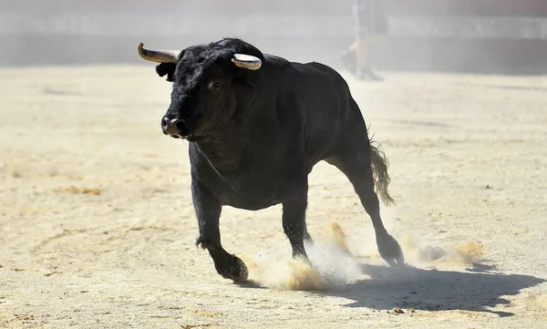 Touro Negro Correndo Touros Espanhóis Show Tourada — Fotografia de Stock