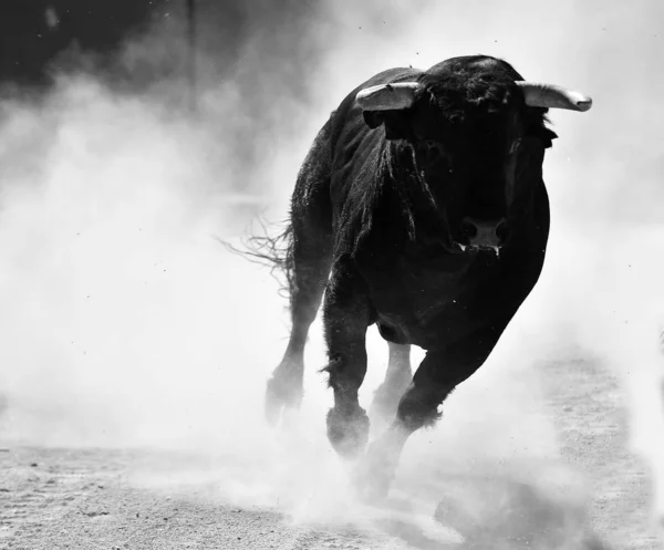 Czarny Byk Biegający Hiszpanskim Ringu Byków Pokazie Walki Byków — Zdjęcie stockowe
