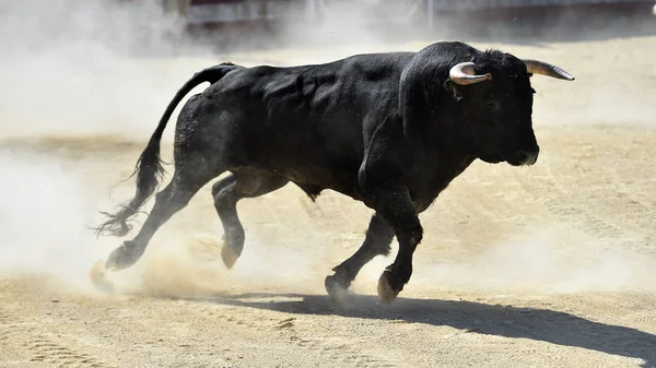 Svart Tjur Springer Spansk Tjurfäktning Show Tjurfäktning — Stockfoto