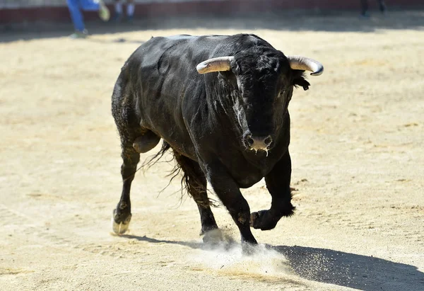 Svart Tjur Springer Spansk Tjurfäktning Show Tjurfäktning — Stockfoto