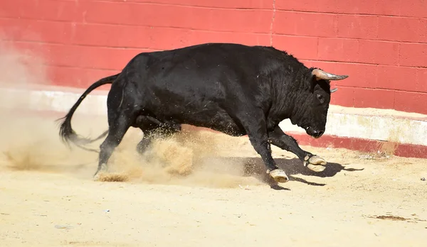 Toro Negro Corriendo Plaza Toros Española Espectáculo Corridas Toros — Foto de Stock