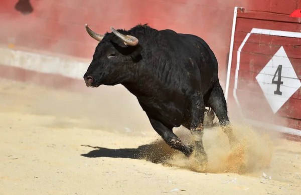 a black bull running in spanish bullring in a show of bullfight