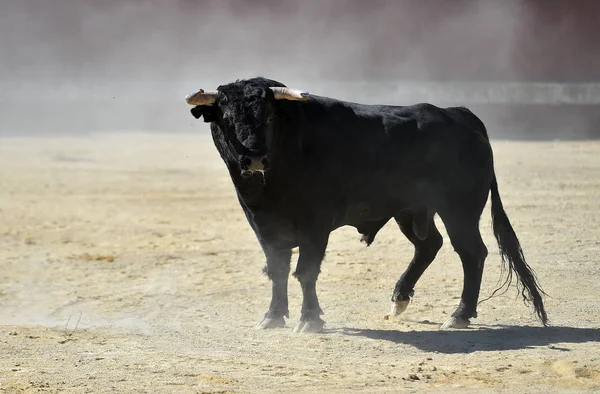 Ein Schwarzer Stier Läuft Der Spanischen Stierkampfarena — Stockfoto