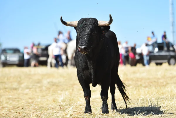 Touro Preto Correndo Tournée Com Grandes Chifres Show Tradicional Tourada — Fotografia de Stock