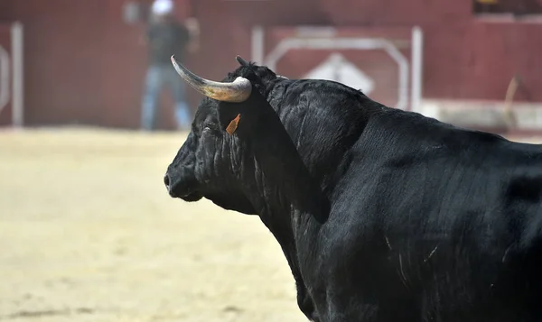 a black bull running in bullring with big horns in a traditional show of bullfight