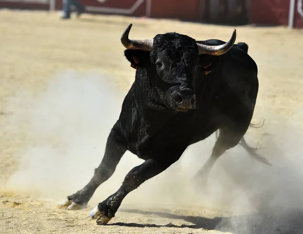 Svart Tjur Tjurfäktning Med Stora Horn Traditionell Tjurfäktningsshow — Stockfoto