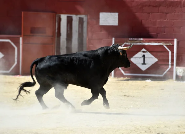 a black bull running in bullring with big horns in a traditional show of bullfight