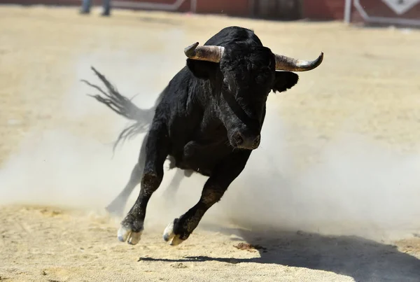 Black Bull Running Bullring Big Horns Traditional Show Bullfight — Stock Photo, Image