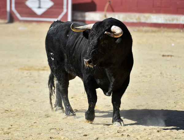 Svart Tjur Tjurfäktning Med Stora Horn Traditionell Tjurfäktningsshow — Stockfoto