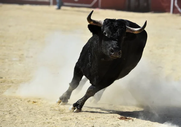 Black Bull Running Bullring Big Horns Traditional Show Bullfight — Stock Photo, Image