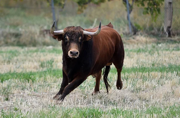 Touro Feroz Campo Verde Espanha — Fotografia de Stock