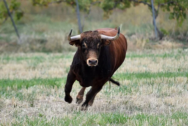 Touro Feroz Campo Verde Espanha — Fotografia de Stock