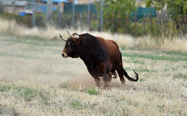 Ein Bulle Wild Auf Der Grünen Wiese Spanien — Stockfoto