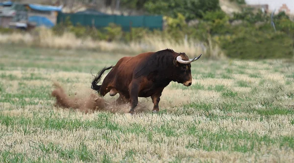 Bull Fierce Green Field Spain — Stockfoto
