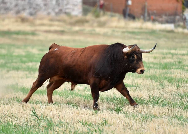 Toro Feroce Nel Campo Verde Spagna — Foto Stock