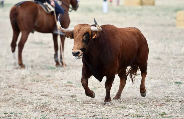 Bull Fierce Green Field Spain — Stockfoto