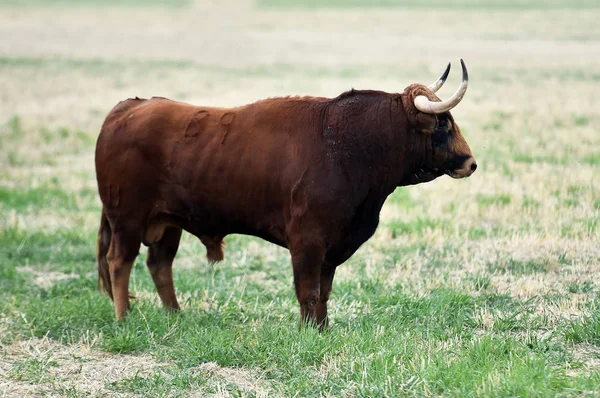 Toro Feroce Nel Campo Verde Spagna — Foto Stock