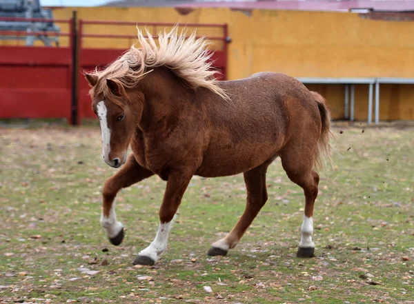 Percheron Paard Draait Spanje — Stockfoto